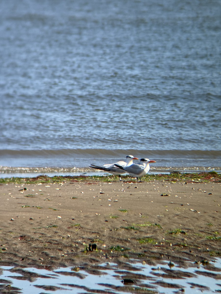 Royal Tern - ML642920615