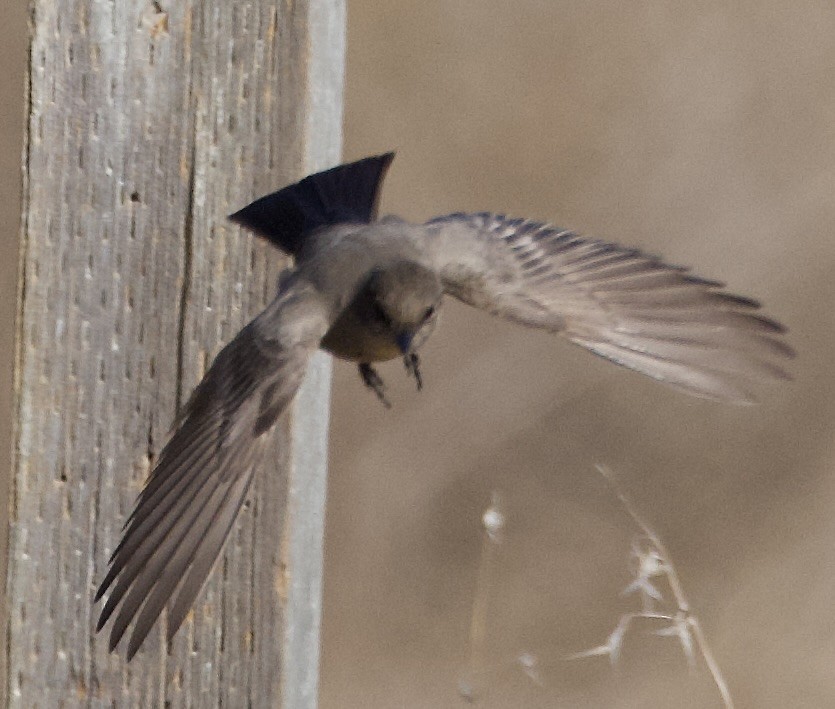 Say's Phoebe - ML642920616