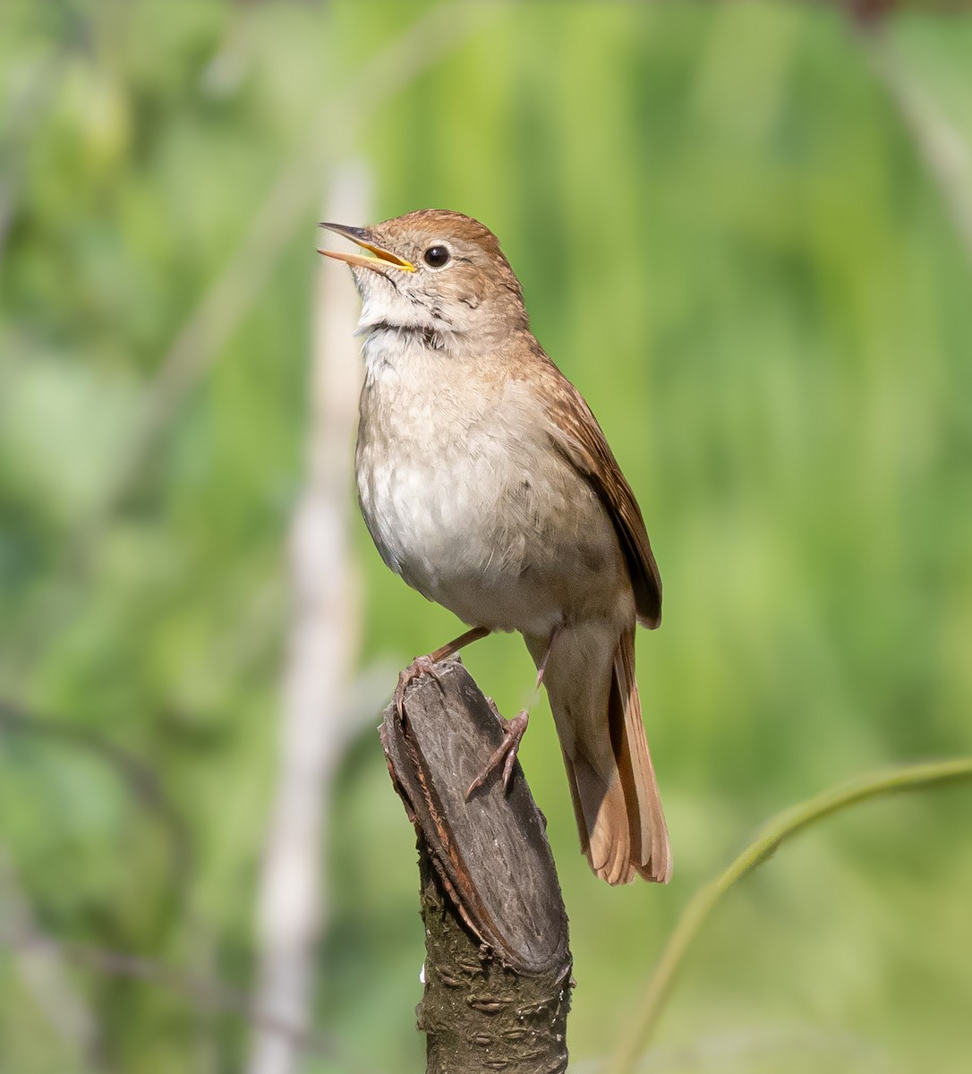 Common Nightingale - ML642920624