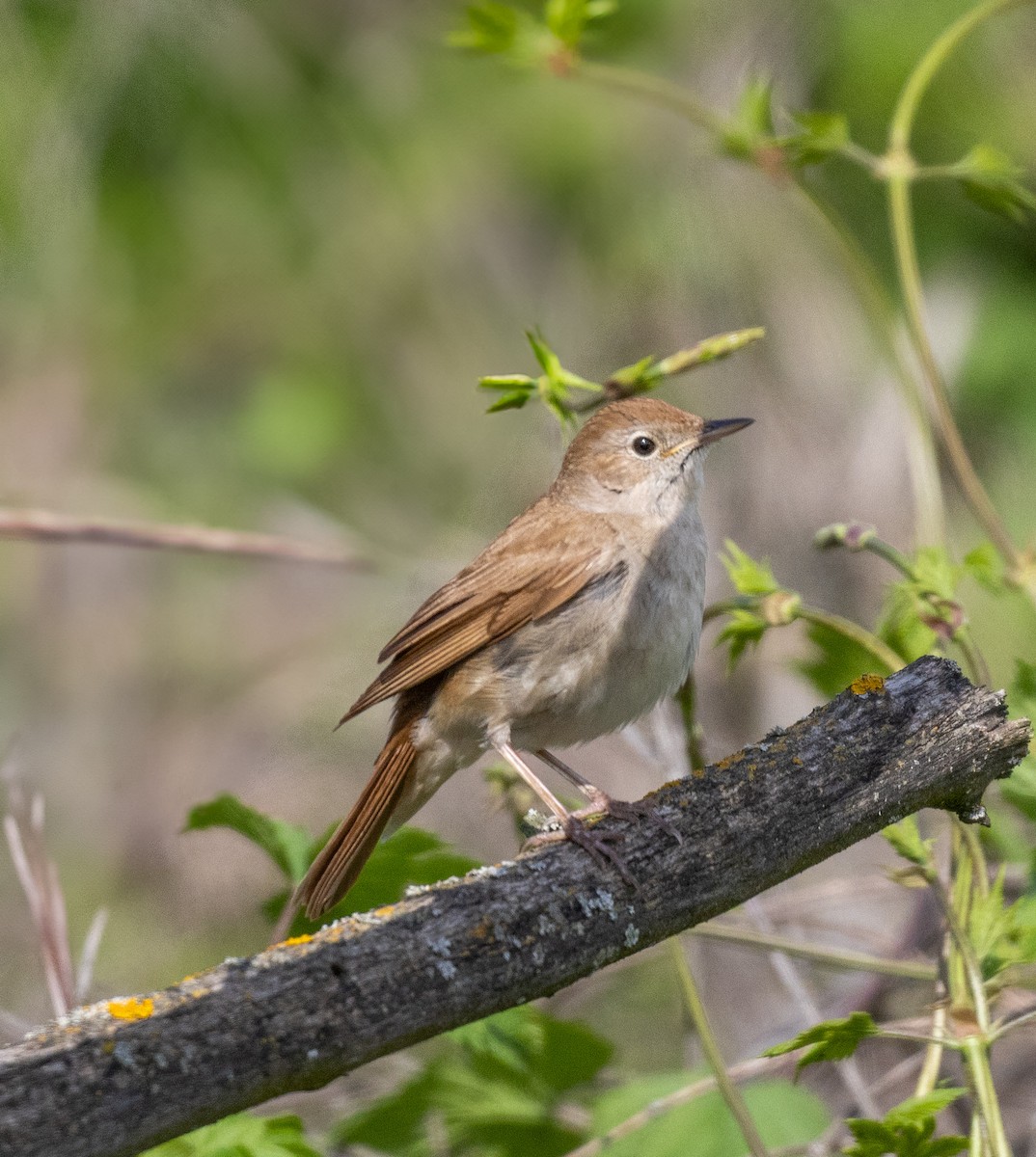 Common Nightingale - ML642920625