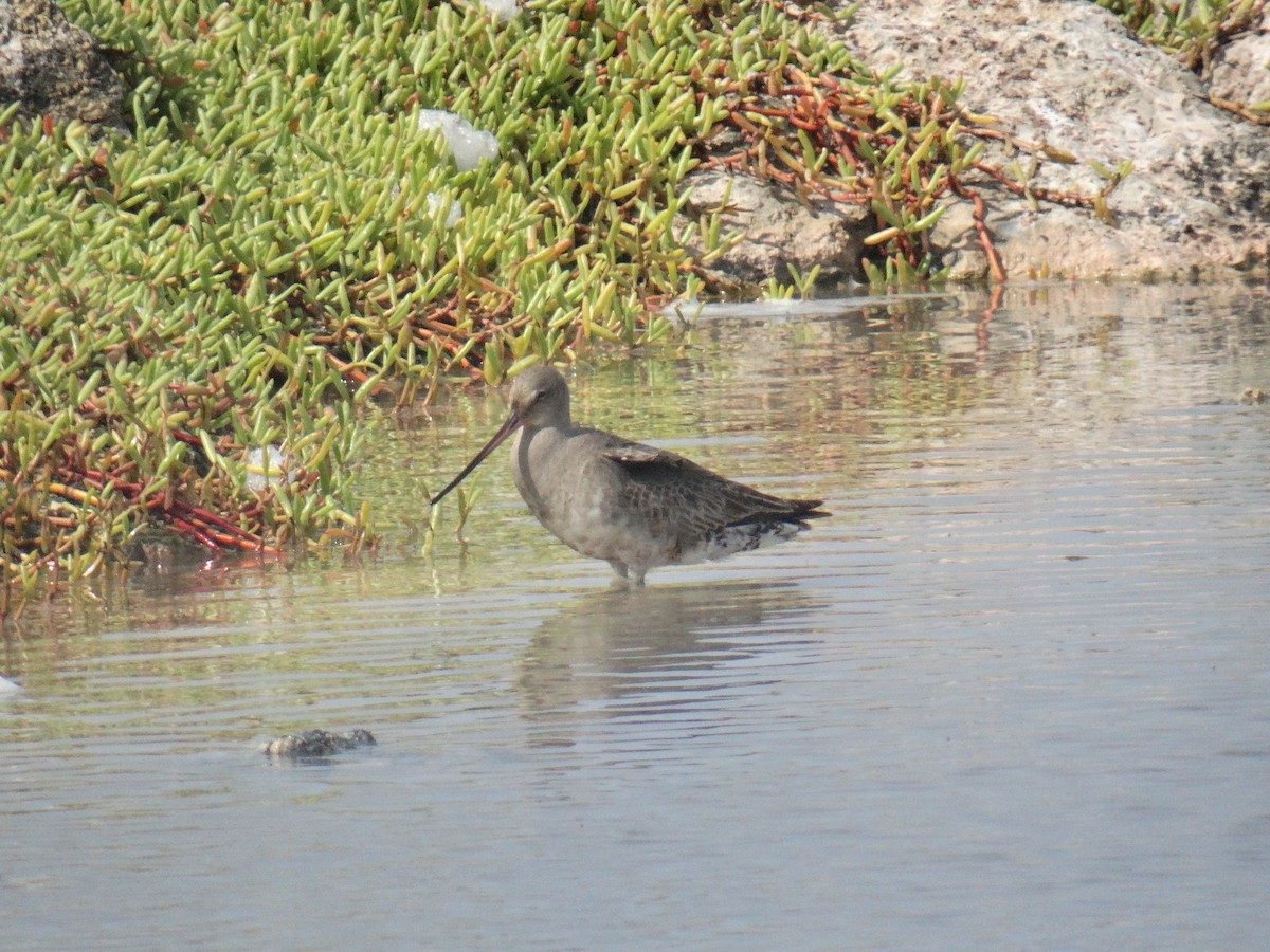 Hudsonian Godwit - ML642920627