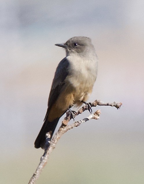 Say's Phoebe - ML642920638
