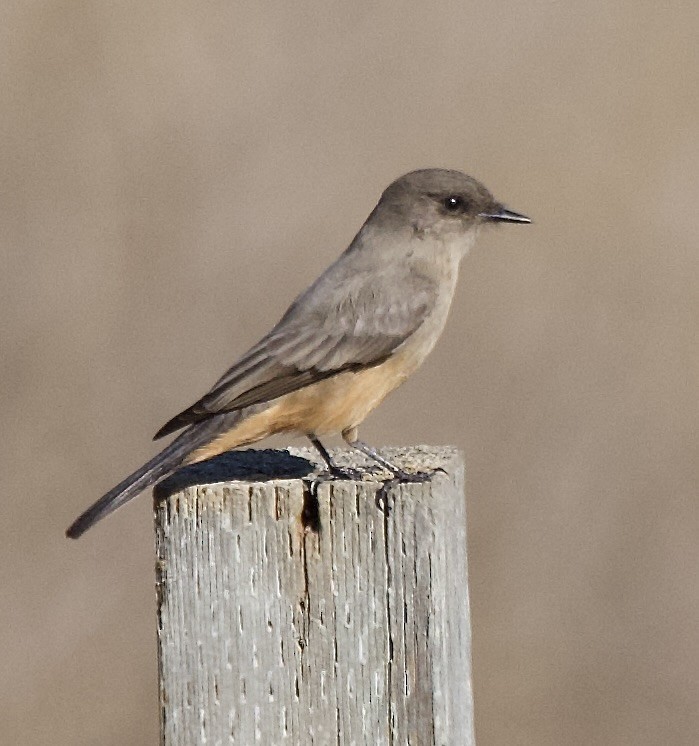 Say's Phoebe - ML642920646