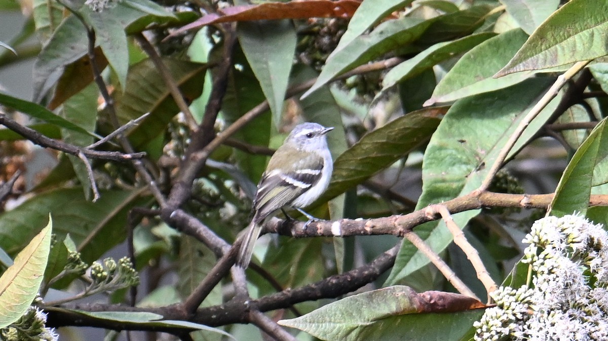 White-banded Tyrannulet - ML642920666