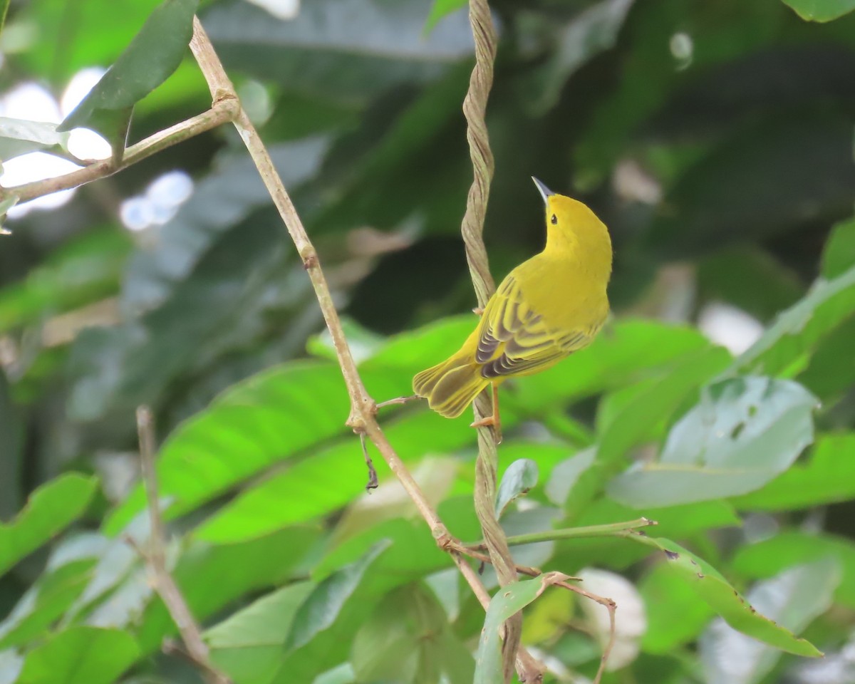 Yellow Warbler - ML642920667