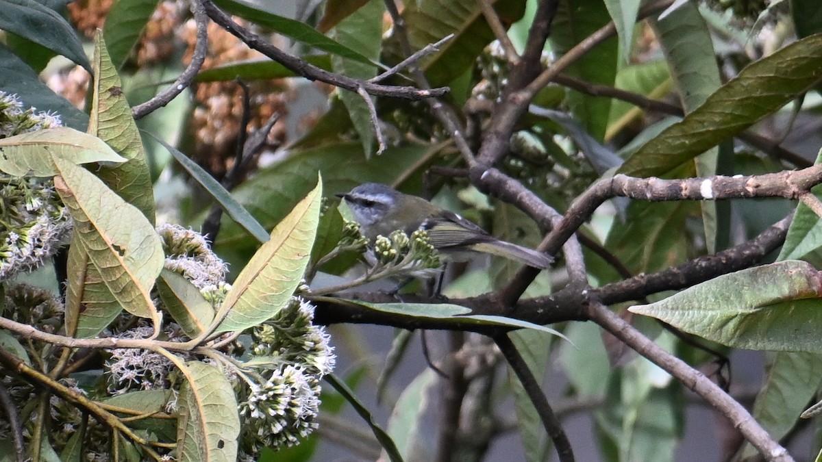 White-banded Tyrannulet - ML642920701