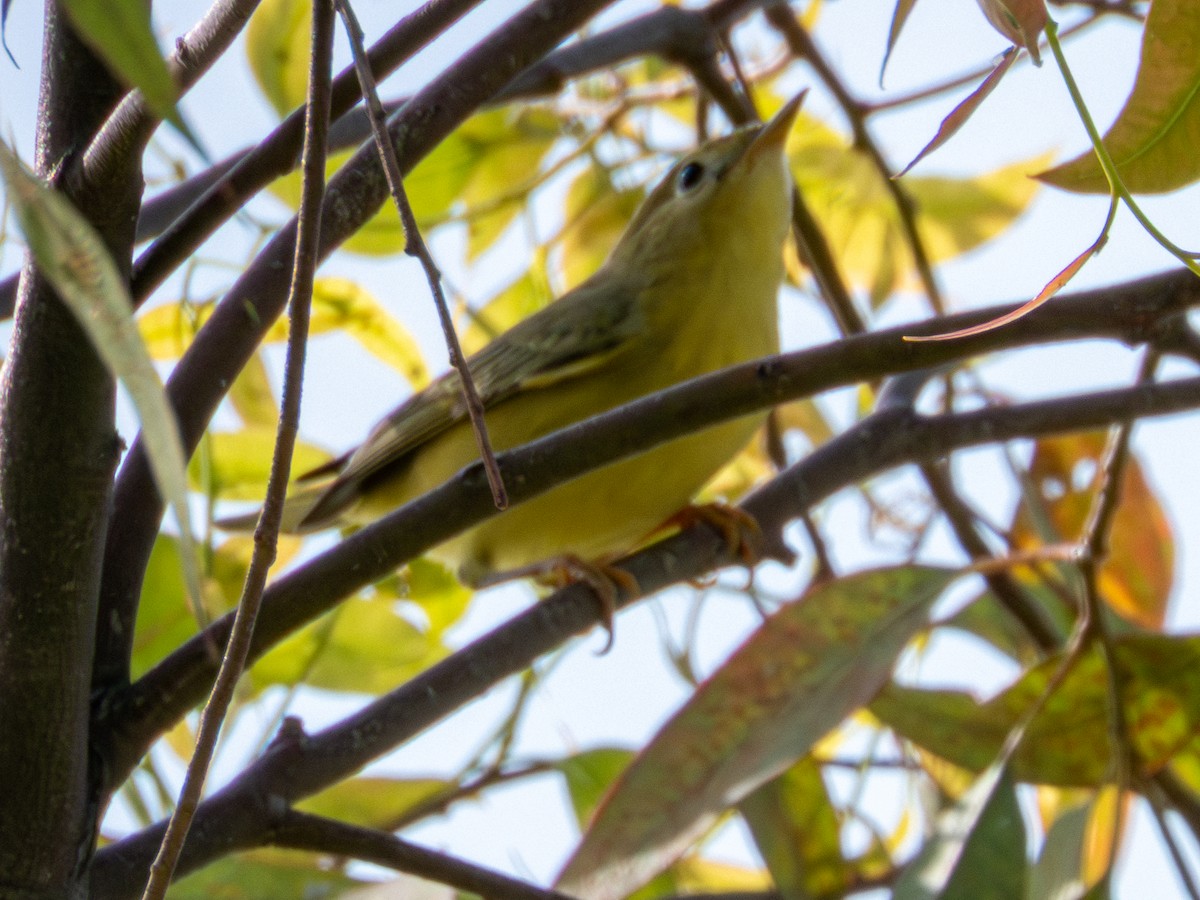 Yellow Warbler - ML642920703