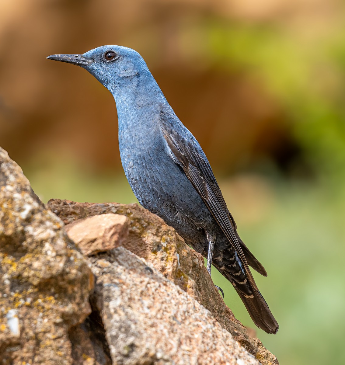 Blue Rock-Thrush - ML642920705