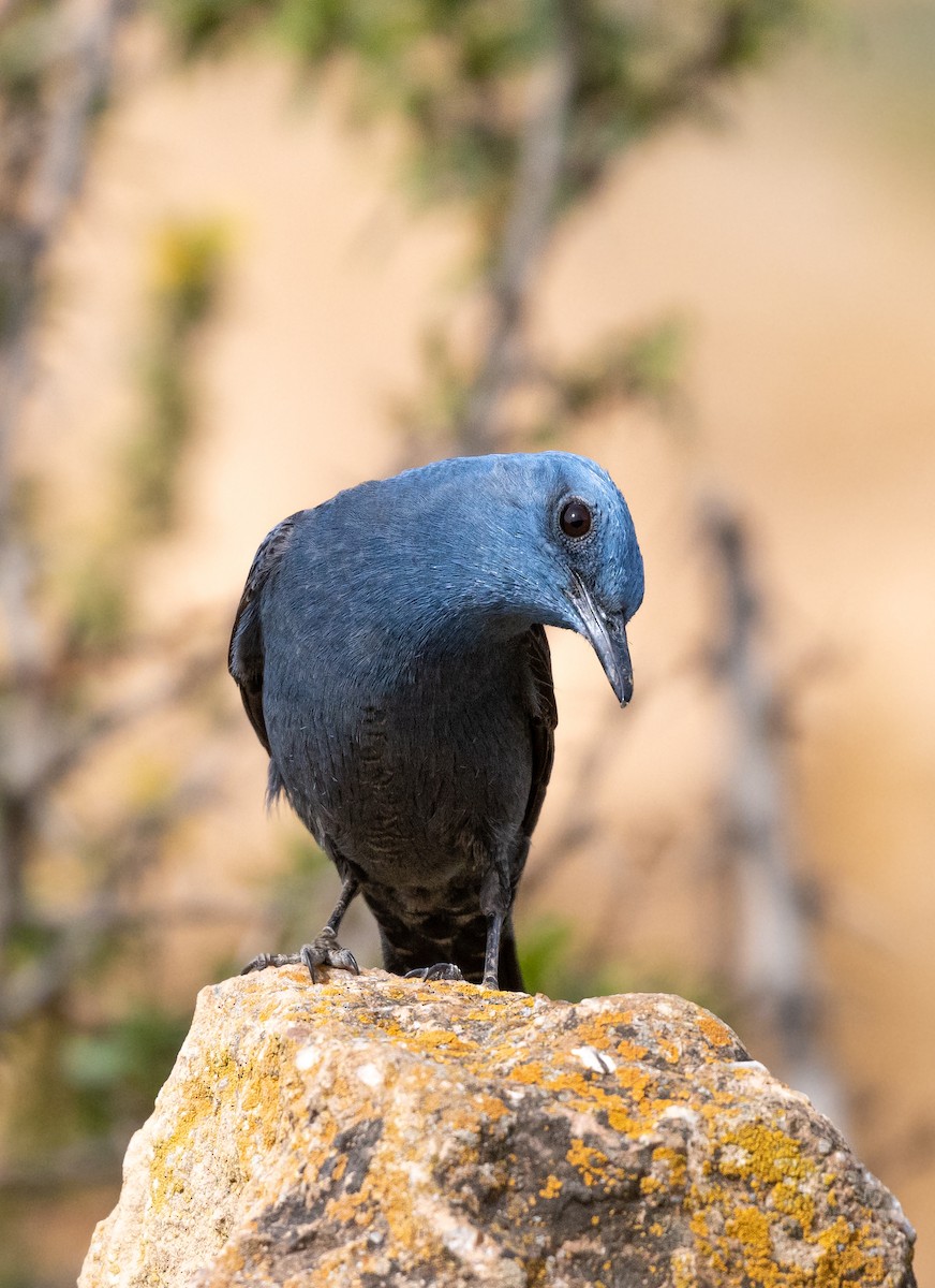 Blue Rock-Thrush - ML642920706