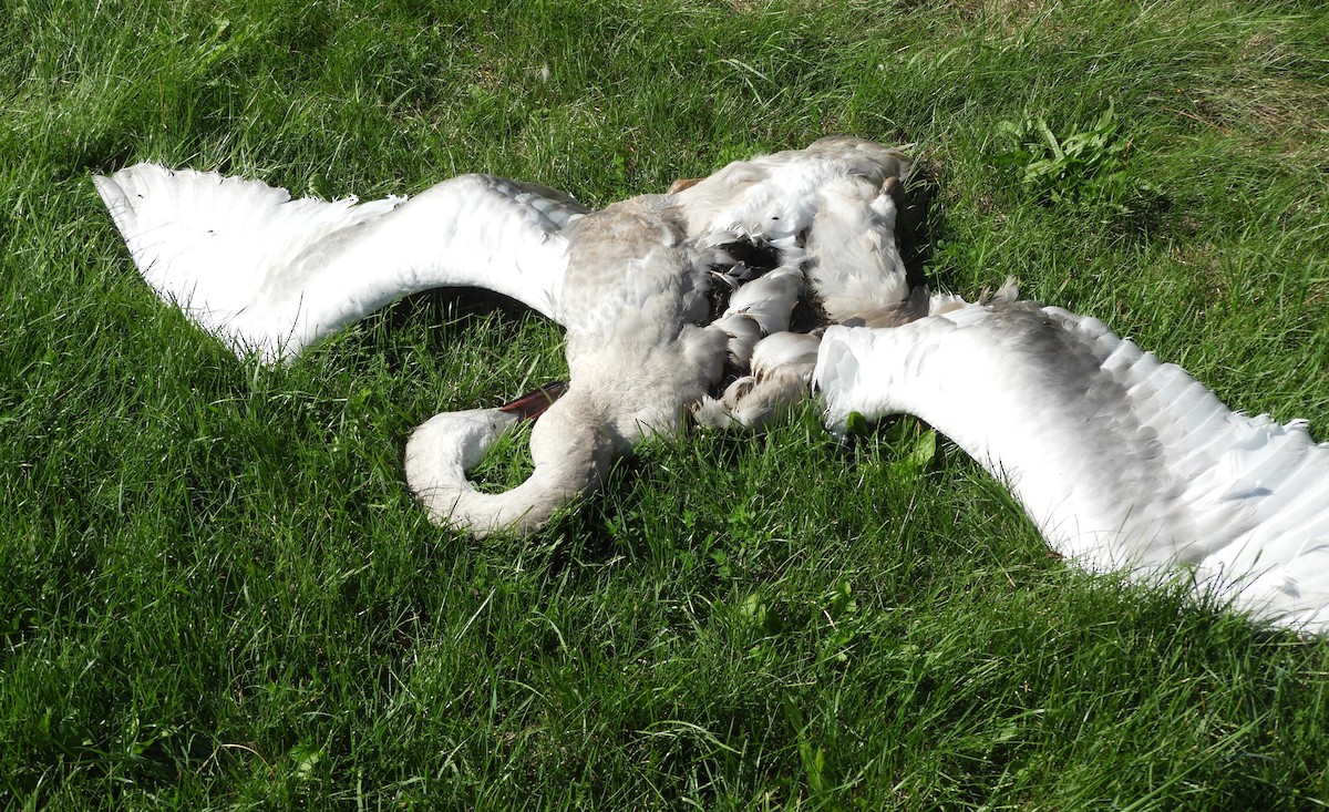Trumpeter Swan - ML642920714