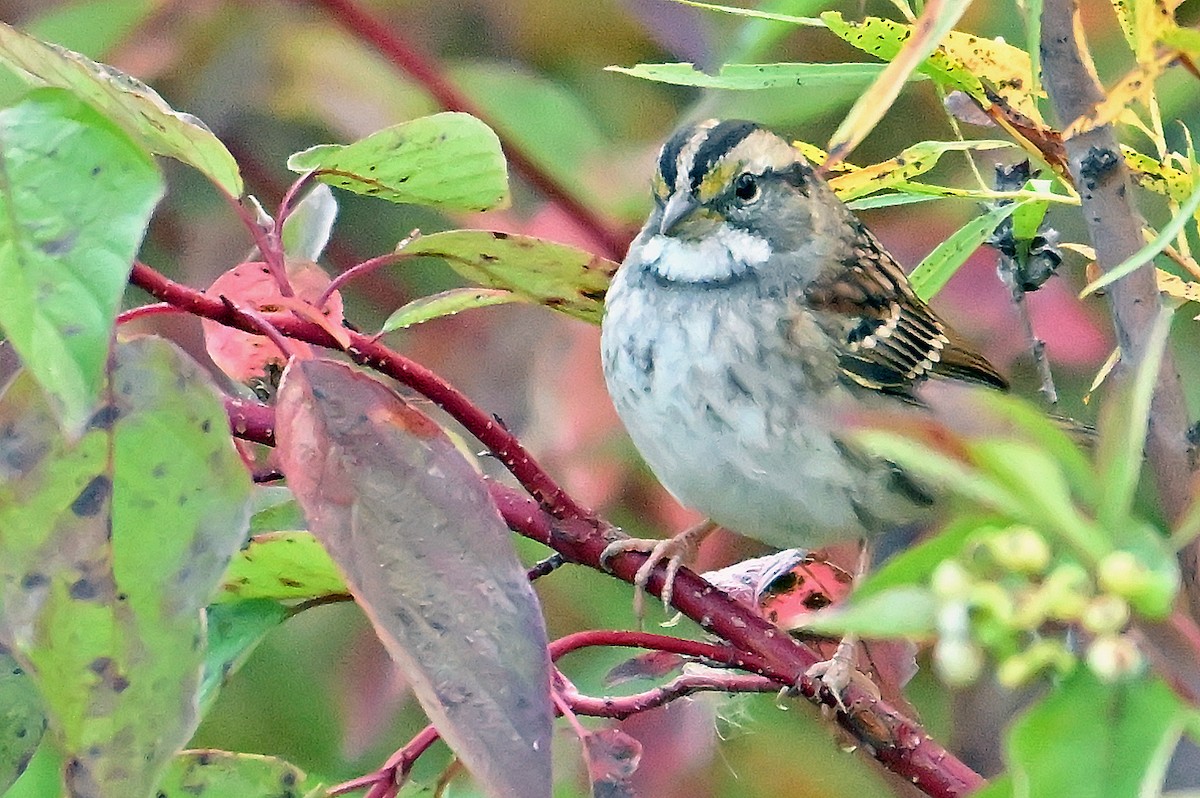 White-throated Sparrow - ML642920718