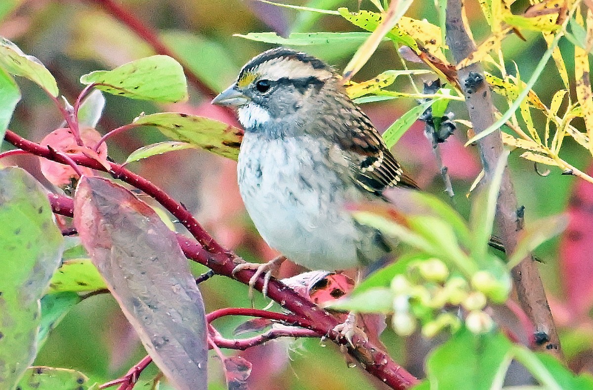 White-throated Sparrow - ML642920721