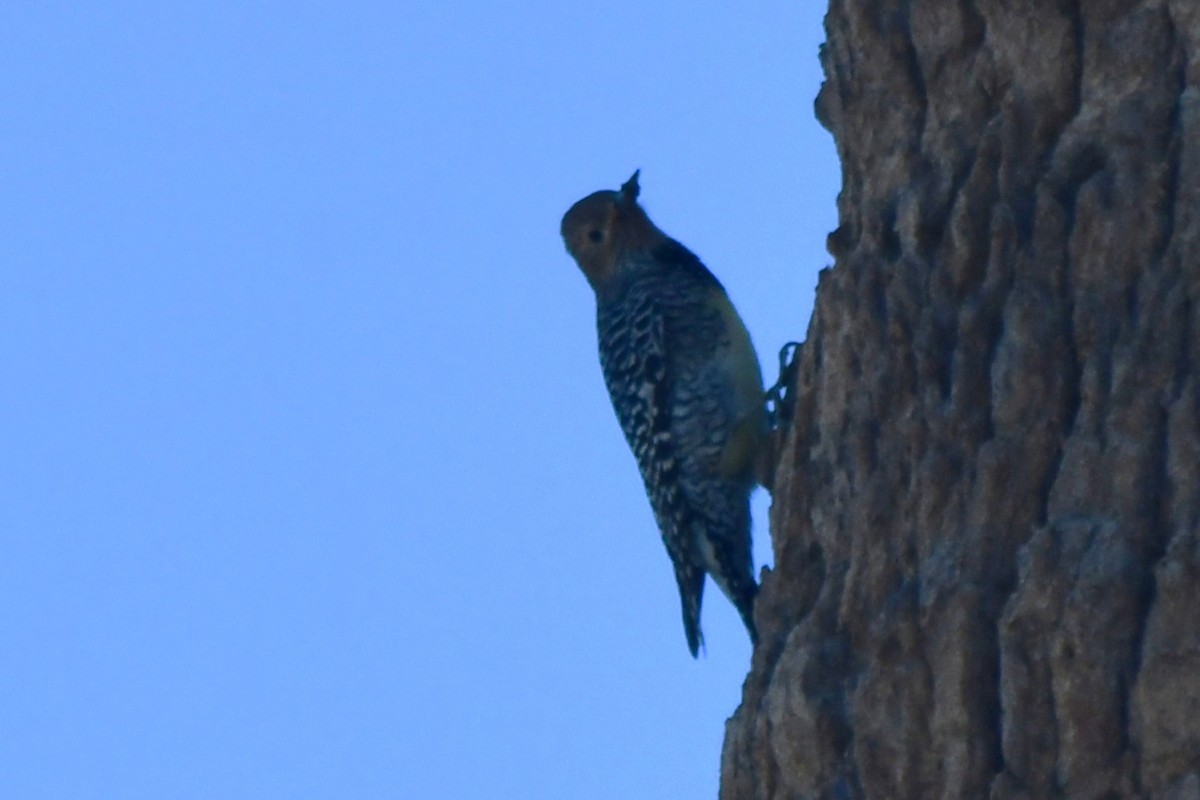 Williamson's Sapsucker - ML642920722