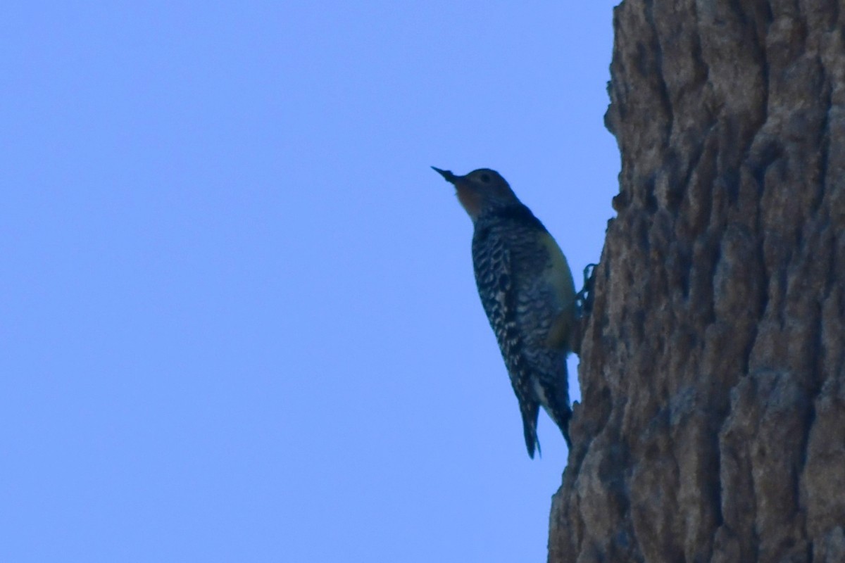 Williamson's Sapsucker - ML642920724