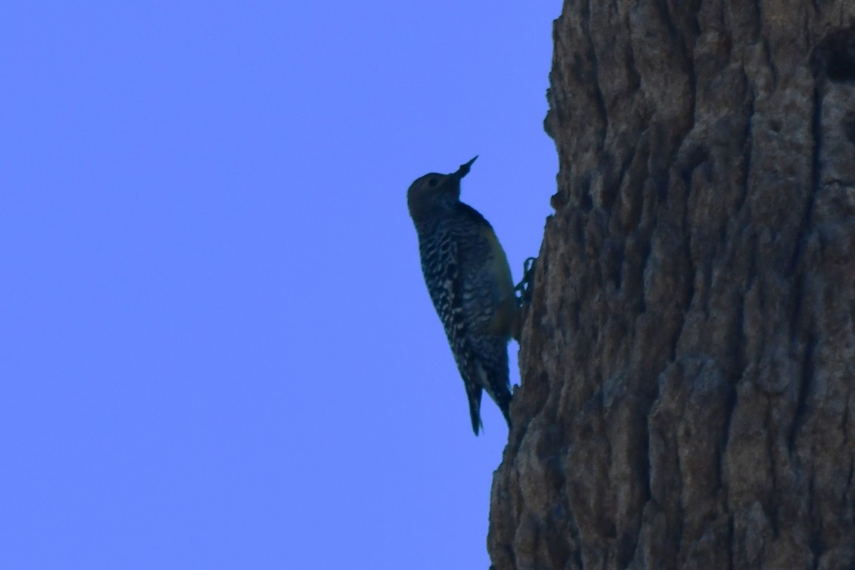Williamson's Sapsucker - ML642920725