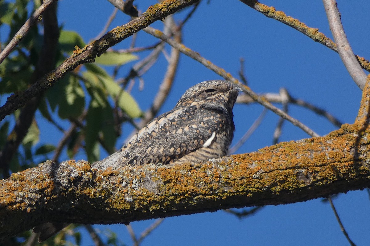 Lesser Nighthawk - ML642920734