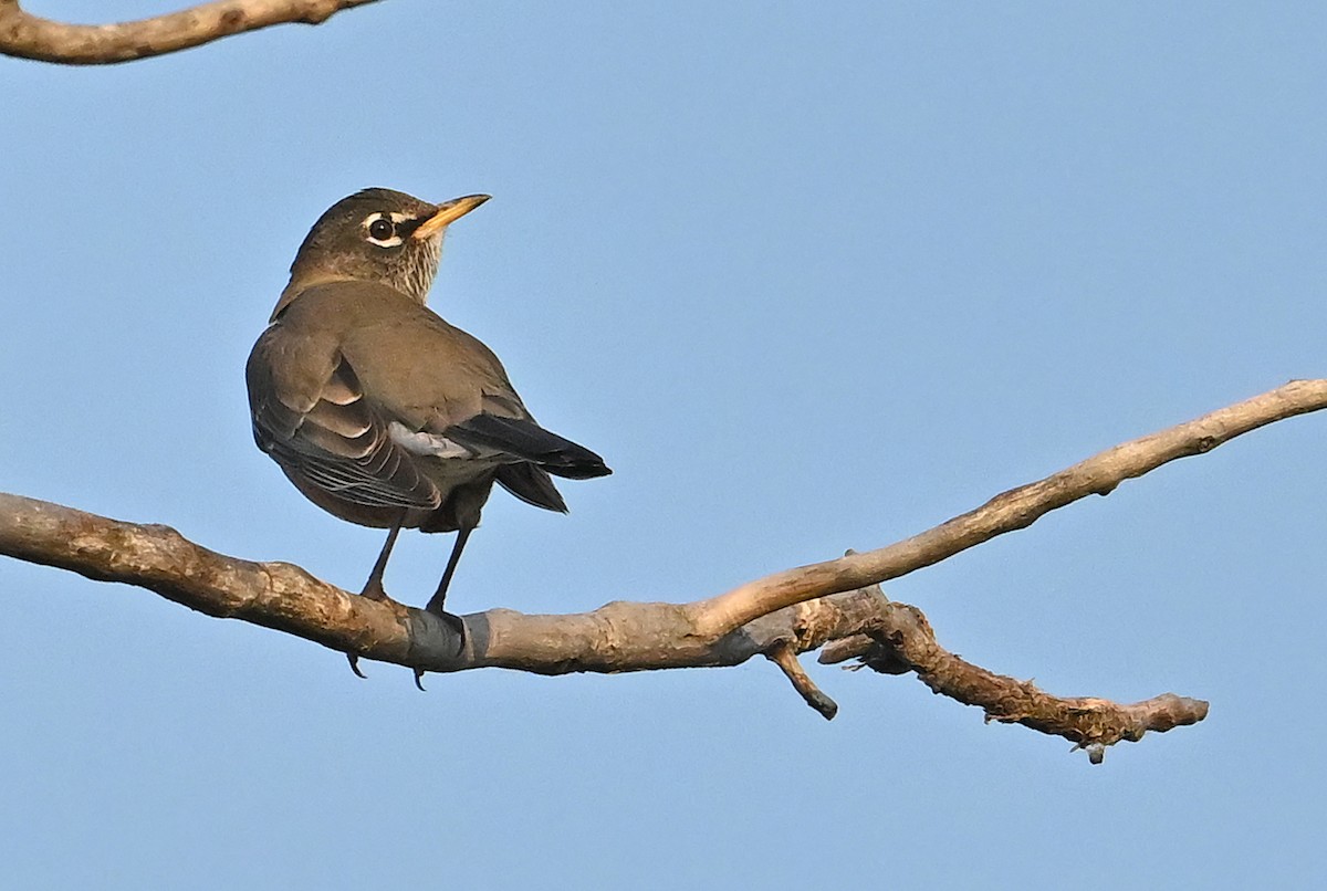 American Robin - ML642920737