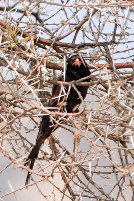 Violet Woodhoopoe - ML642920740
