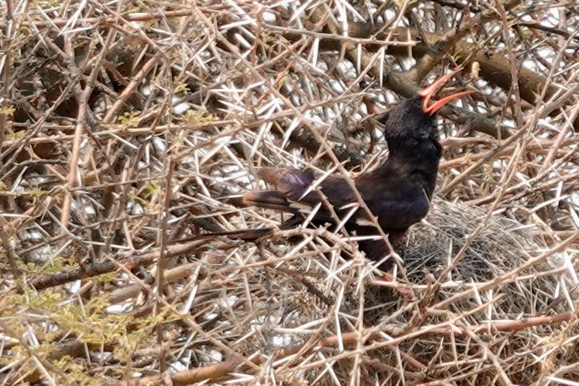 Violet Woodhoopoe - ML642920741