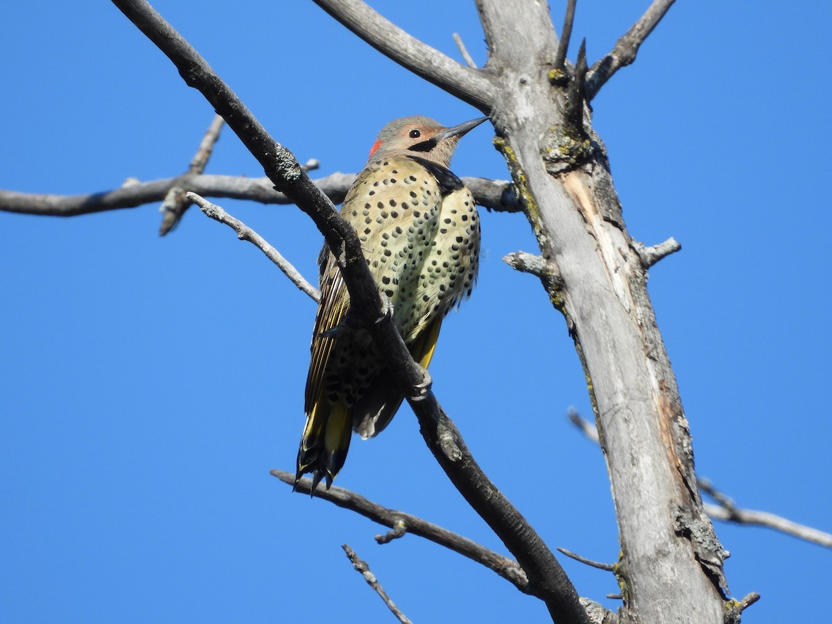 Northern Flicker - ML642920742