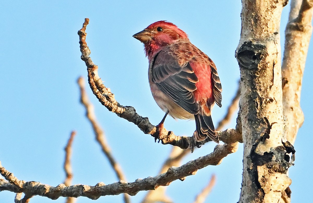 Purple Finch - ML642920744
