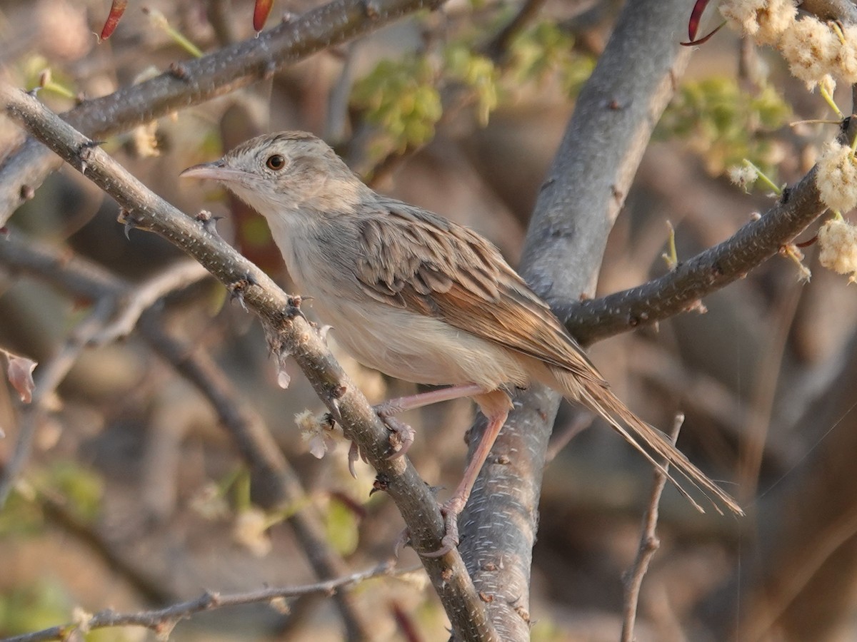 Rattling Cisticola - ML642920745