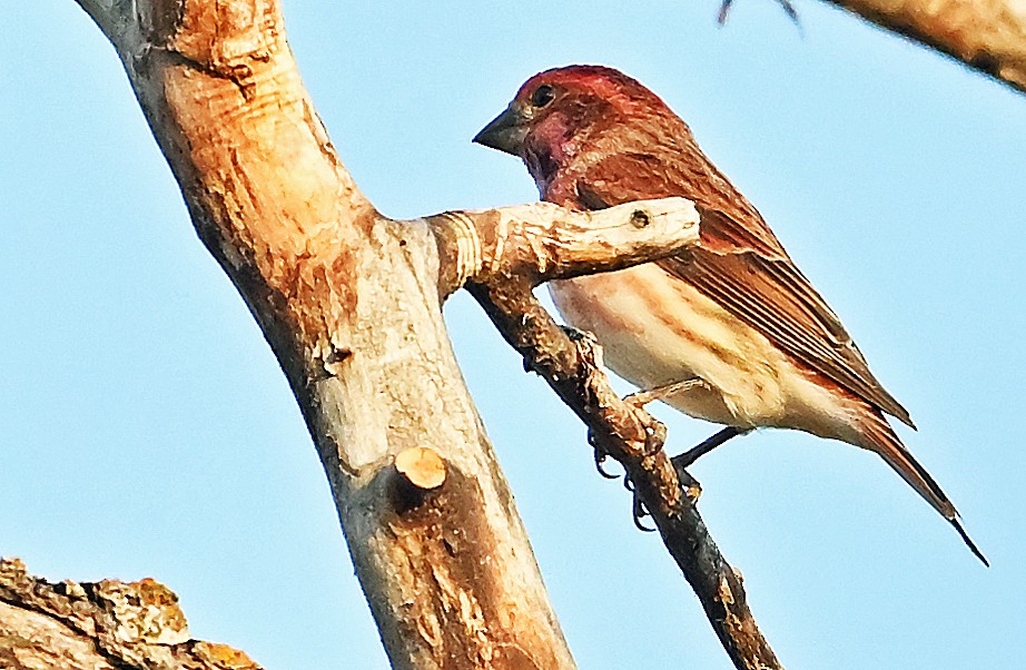 Purple Finch - ML642920747