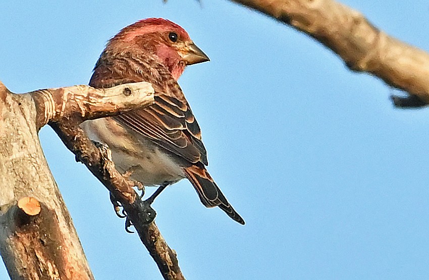Purple Finch - ML642920750