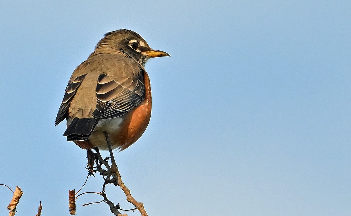 American Robin - ML642920751