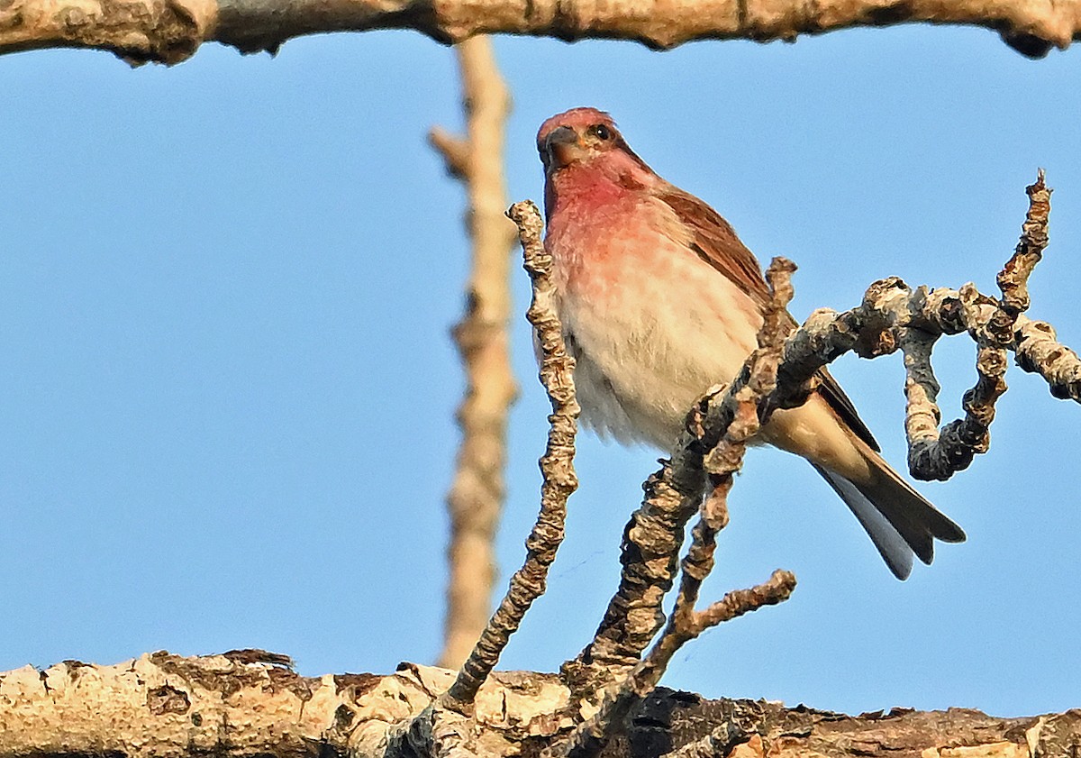 Purple Finch - ML642920754