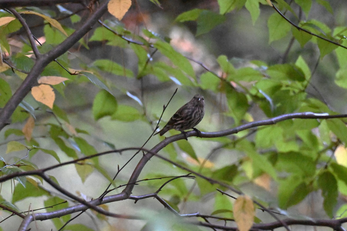 Pine Siskin - ML642920758