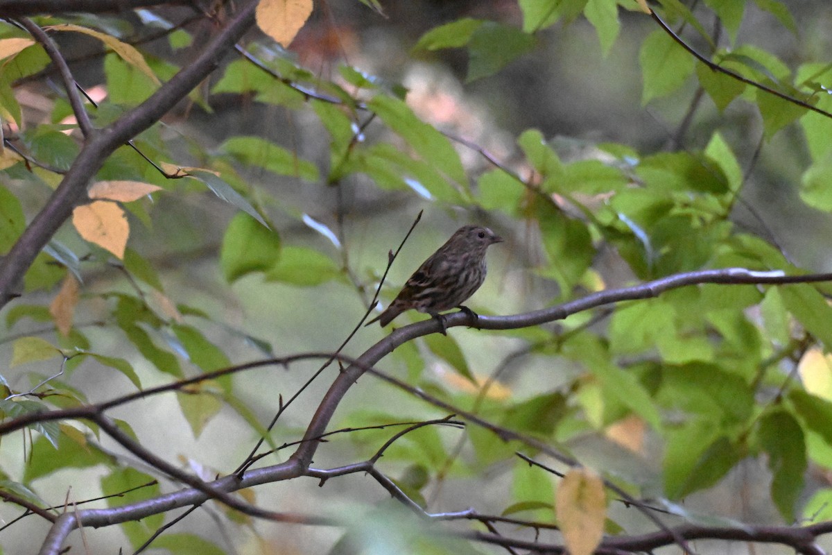 Pine Siskin - ML642920759