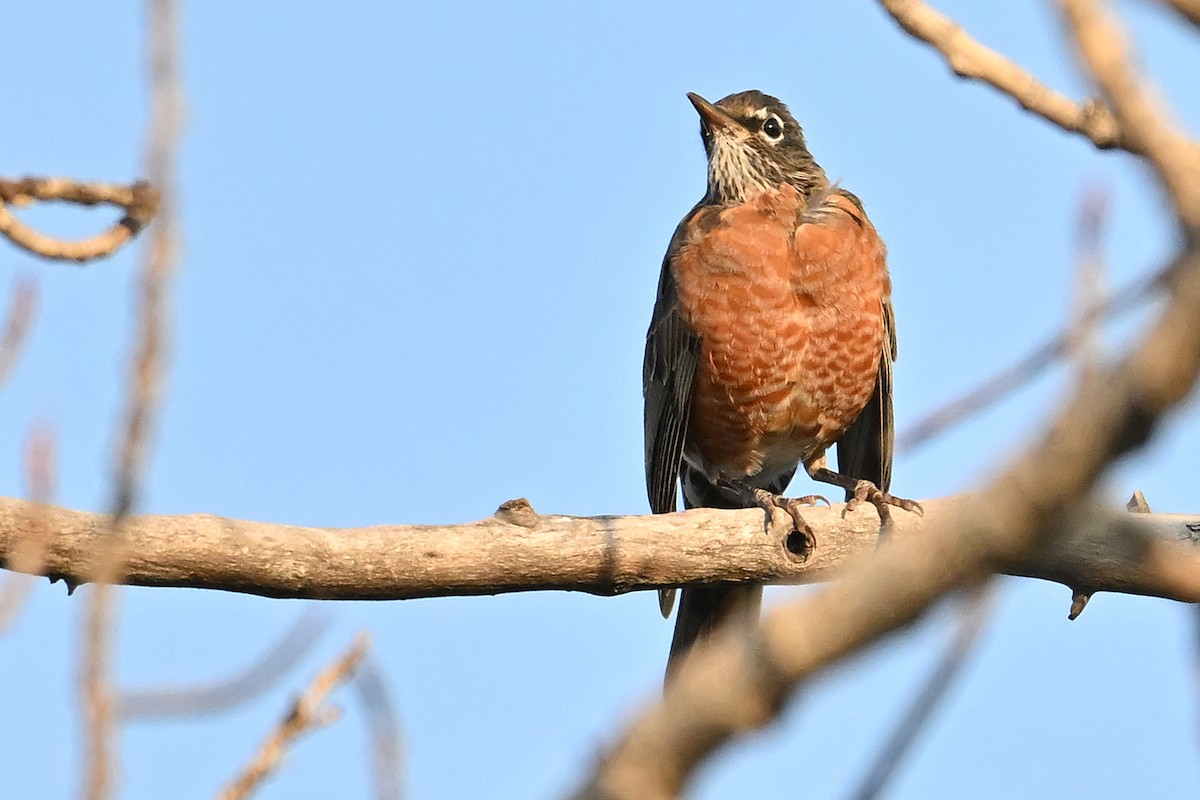 American Robin - ML642920770