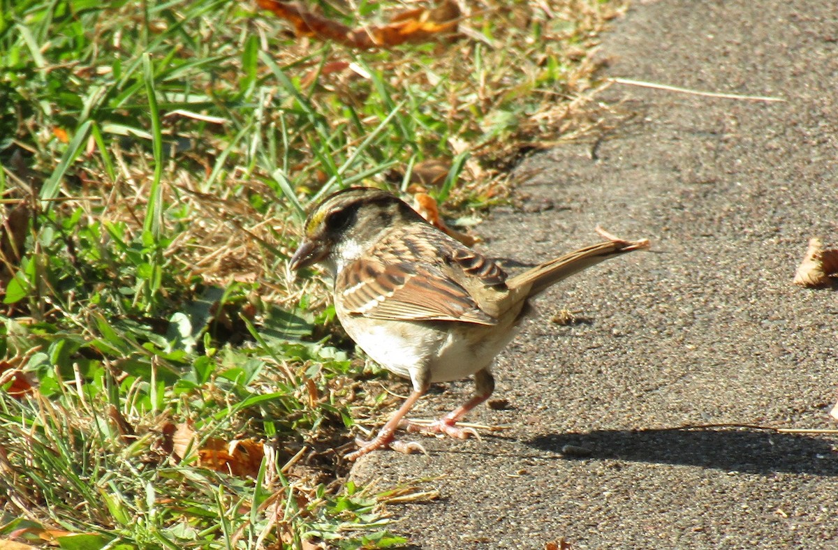 White-throated Sparrow - ML642920775