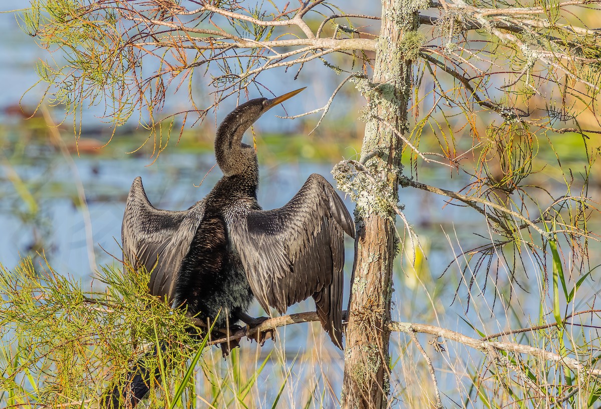 Anhinga - ML642920782