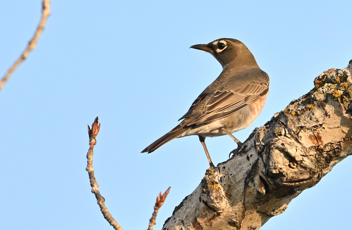 American Robin - ML642920786