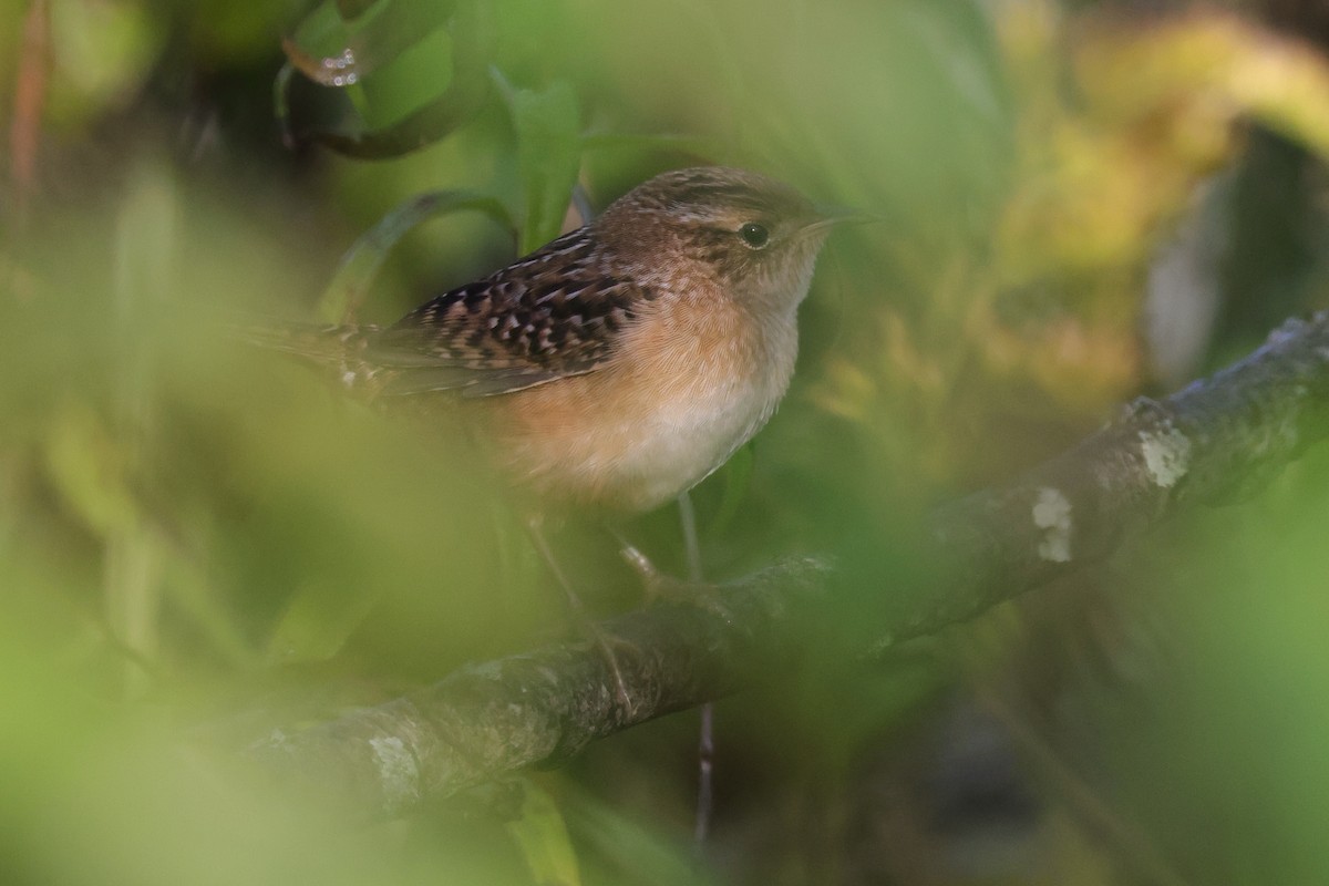 Sedge Wren - ML642920787
