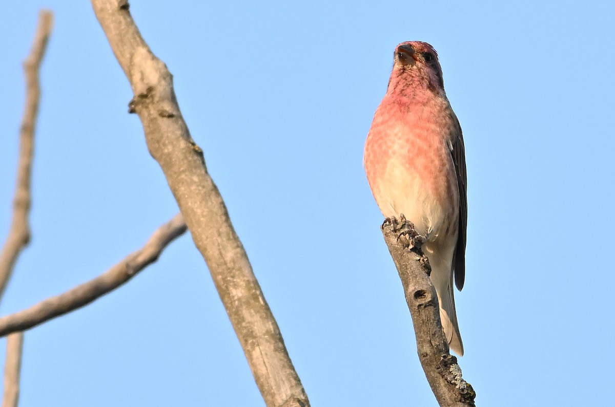 Purple Finch - ML642920789