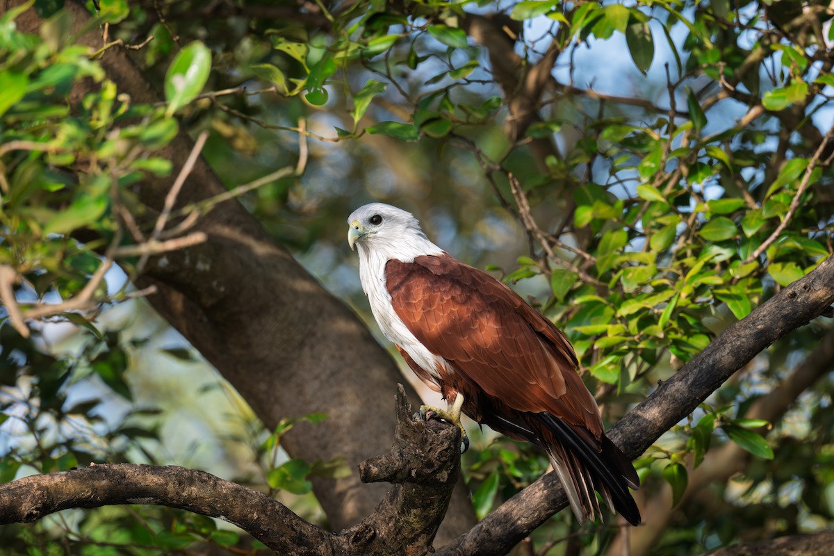 Brahminy Kite - ML642920792