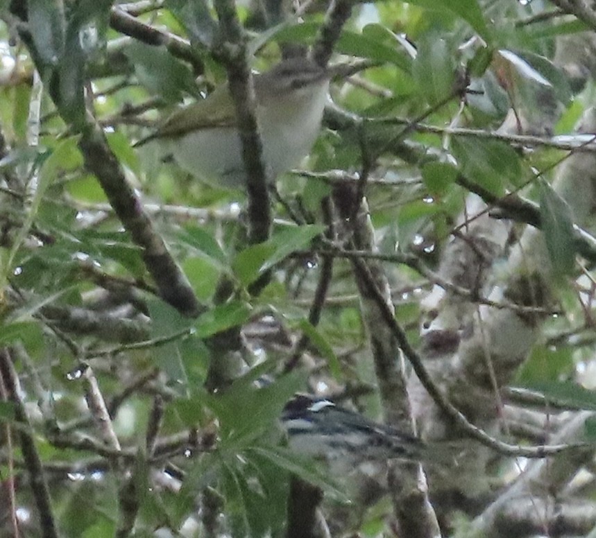 rødøyevireo - ML642920809