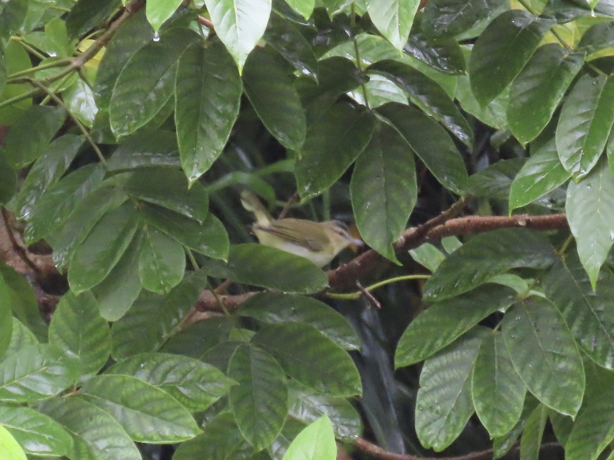 rødøyevireo - ML642920810