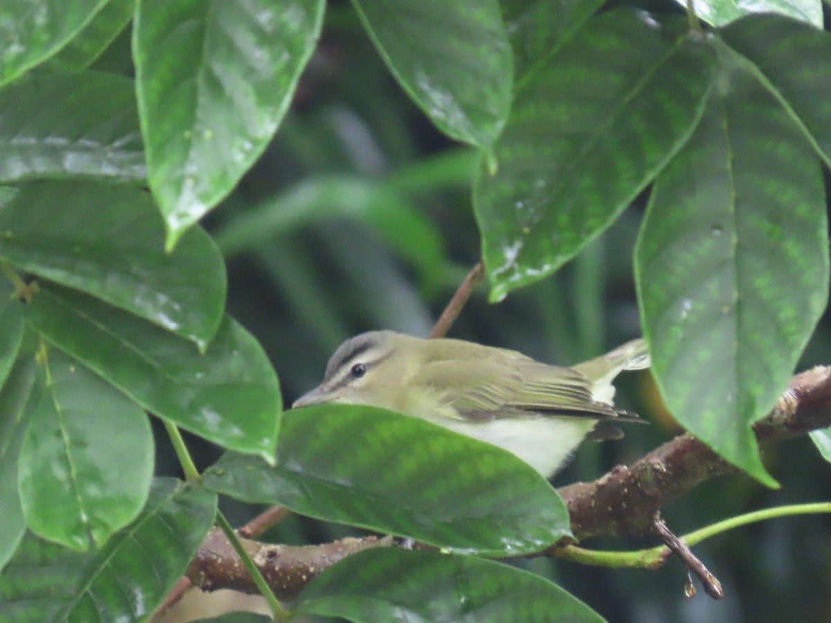 rødøyevireo - ML642920811