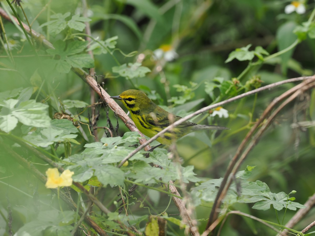 Prairie Warbler - ML642920812