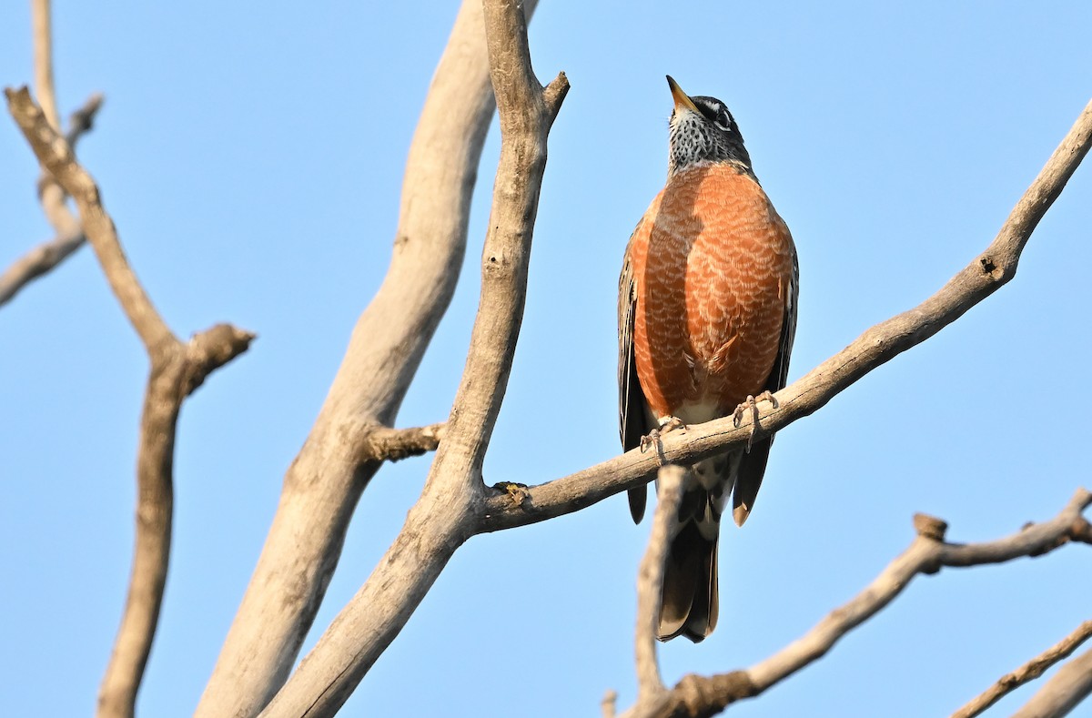 American Robin - ML642920813