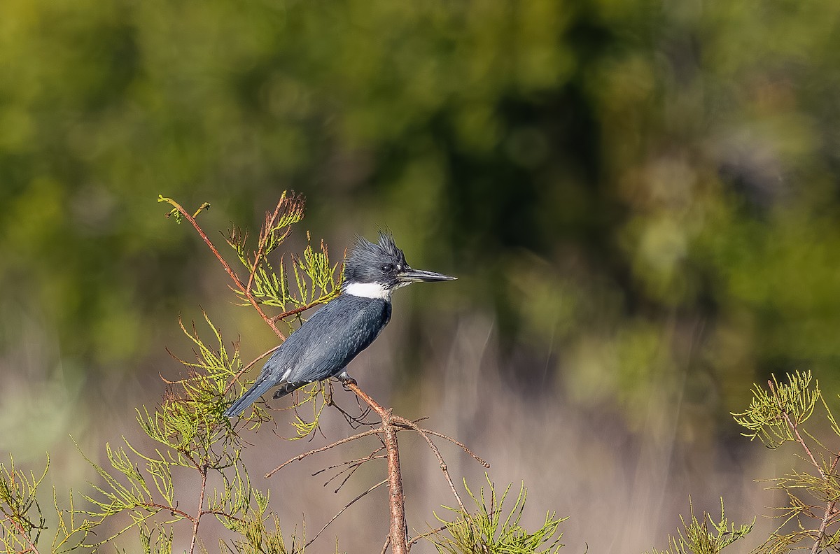 Belted Kingfisher - ML642920814