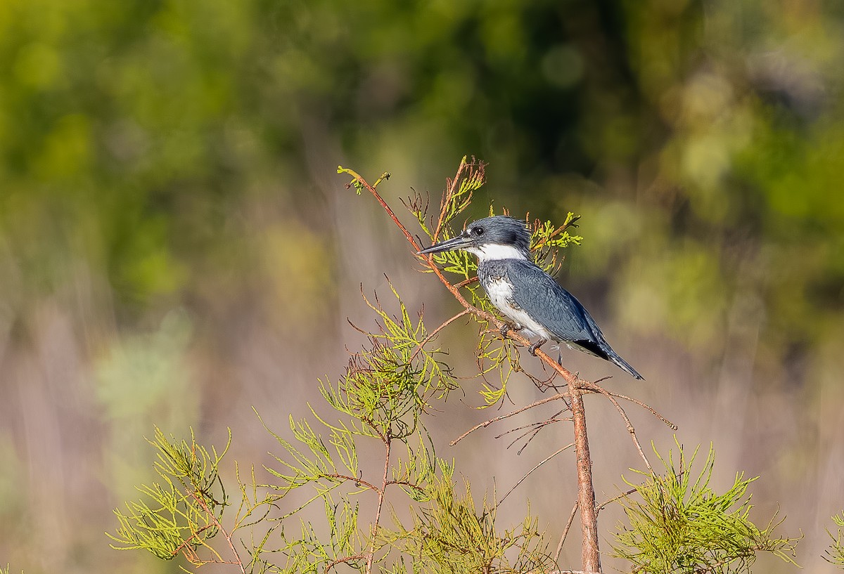 Belted Kingfisher - ML642920815