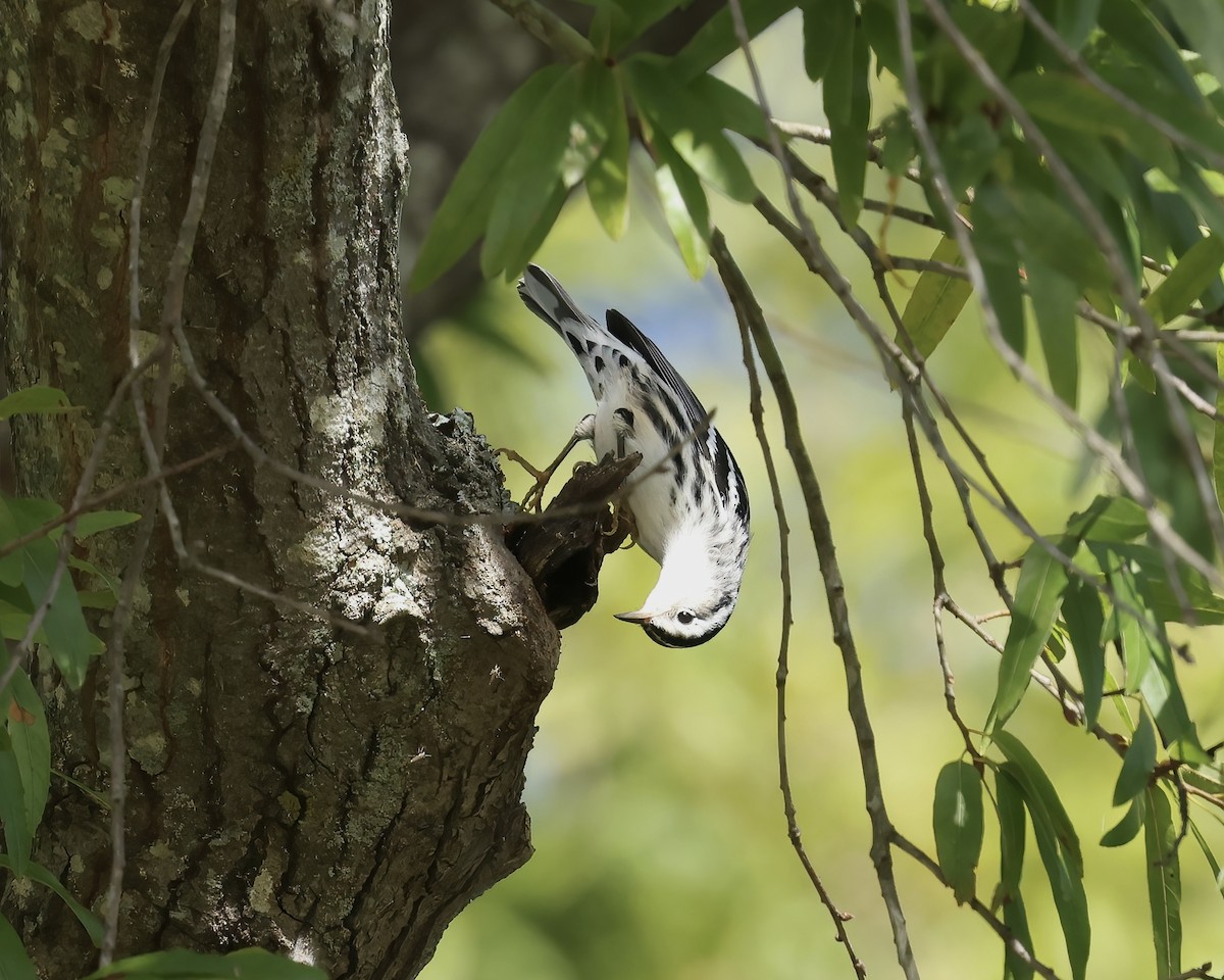Black-and-white Warbler - ML642920817