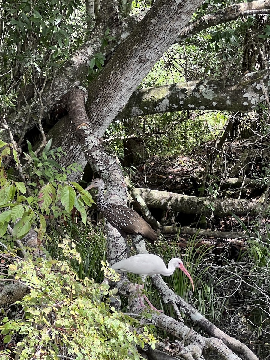 Limpkin - ML642920822