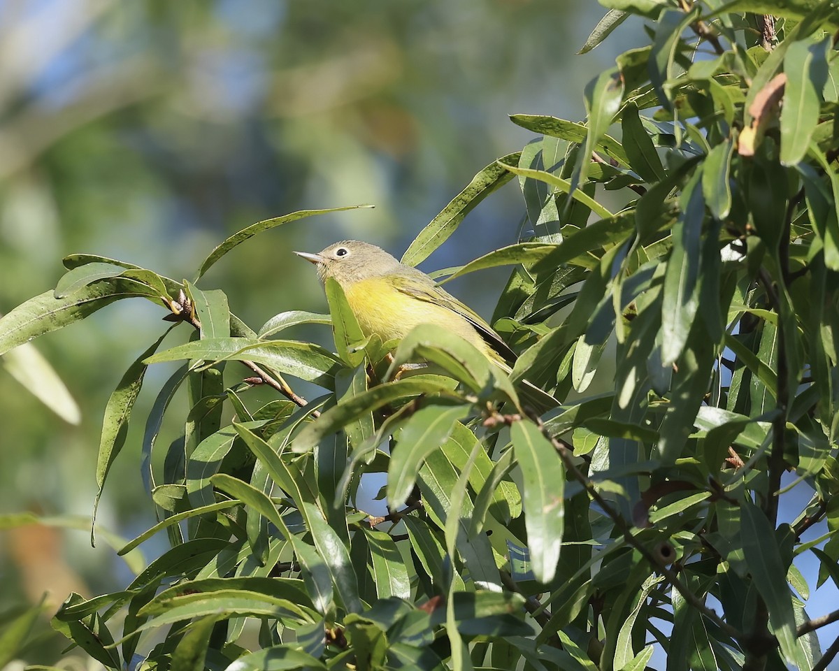 Nashville Warbler - ML642920823