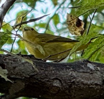Yellow Warbler - ML642920824